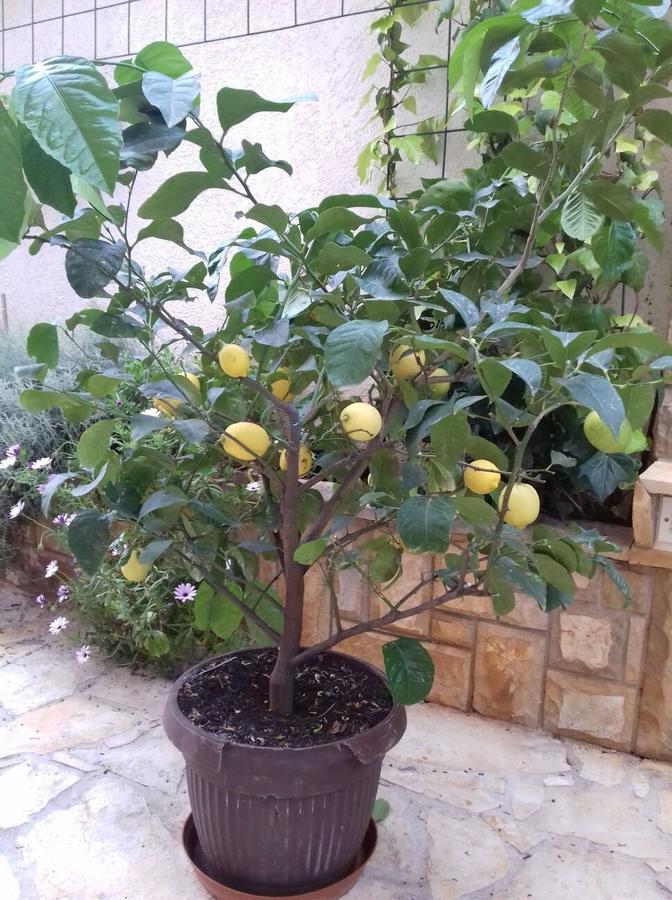 Apartments Ljubo ستاري غراد المظهر الخارجي الصورة